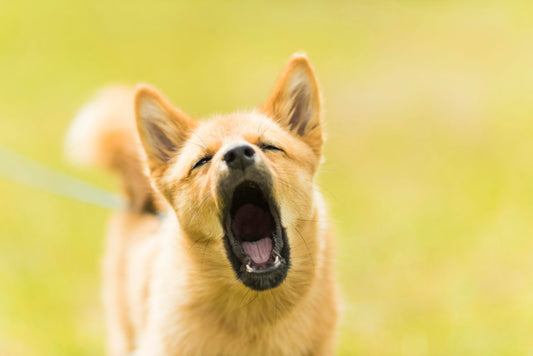 Barking: From Nuisance to Silence in 3 Steps